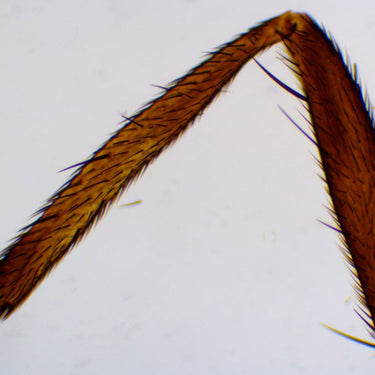 Saxon Animals Biological Microscope Prepared Slides (50pcs)