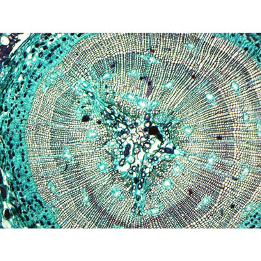 Saxon Plants Biological Microscope Prepared Slides (50pcs)